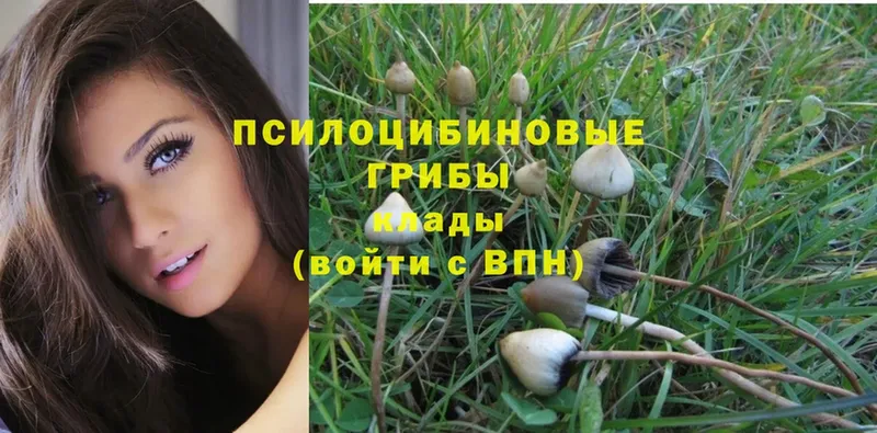 Галлюциногенные грибы Psilocybe  мориарти какой сайт  Глазов 